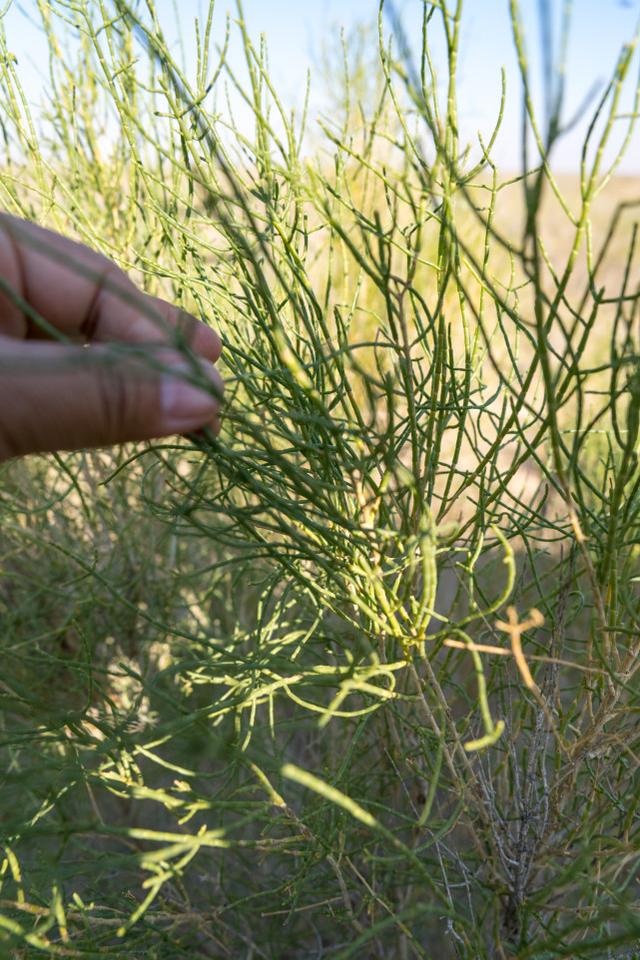 甘肃的沙漠主要分布在哪两个市，中国第二“罗布泊”甘肃沙漠县