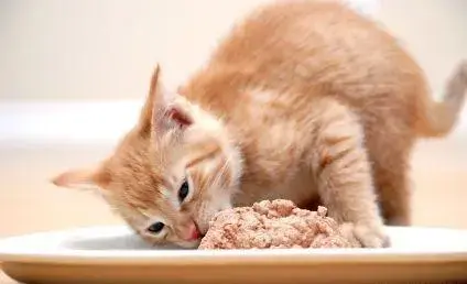猫为什么不吃东西，猫为什么老是不吃东西是什么原因（猫咪厌食的几个原因你要了解一下）