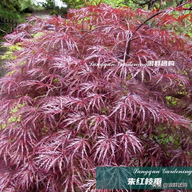 什么样的枫树填空。，什么的枫树填空词语二年级（增添了花园四季色彩之美）