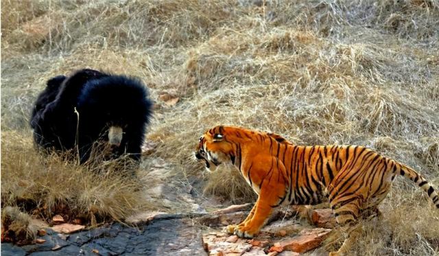 熊喜欢吃什么食物，熊吃什么食物（遇熊装死能不能躲过一劫）