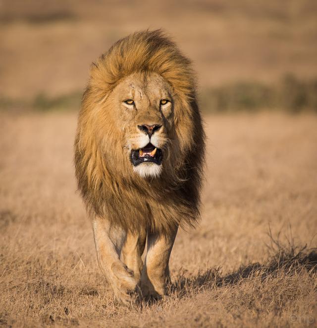 猎豹和花豹的区别，为什么猎豹不是豹（教你分辨雄豹与雌豹）