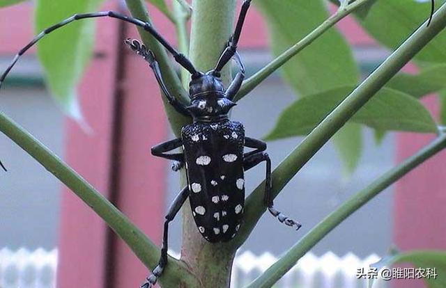 天牛幼虫怎么杀，这个药杀天牛只需2小时