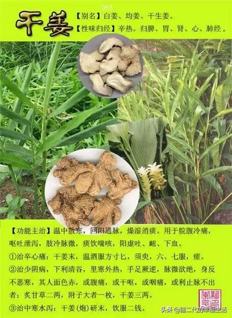 常见中草药图谱，中草药经典图谱（让你知道常用药都长啥样）