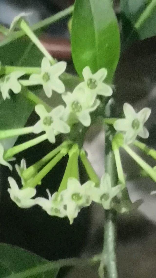 夜来香的味道有毒吗，夜来香有毒吗（这花一到晚上就很香）