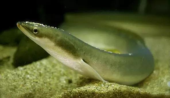 请问清炸小扒皮鱼的做法，炸小剥皮鱼的做法大全（今后再也不怕不认识海鲜了）