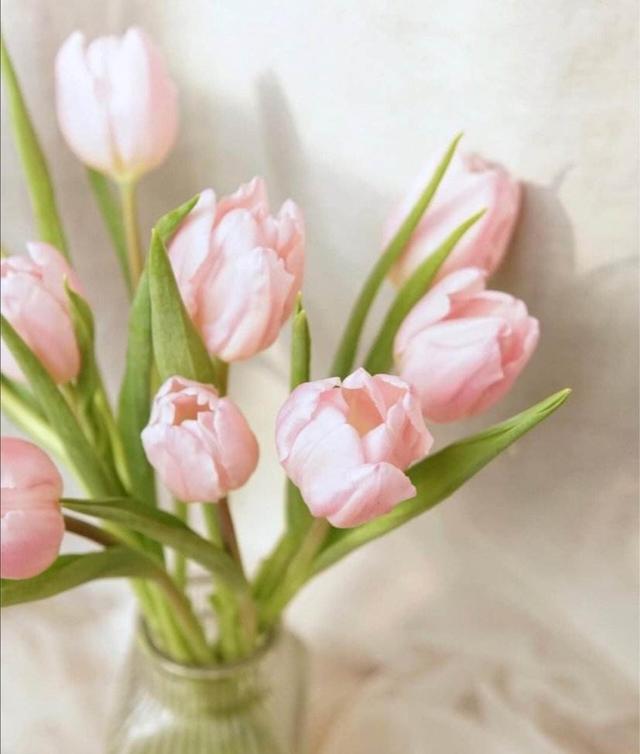 铃兰花的花语，从此买花送人不出错（铃兰花的花语与寓意）