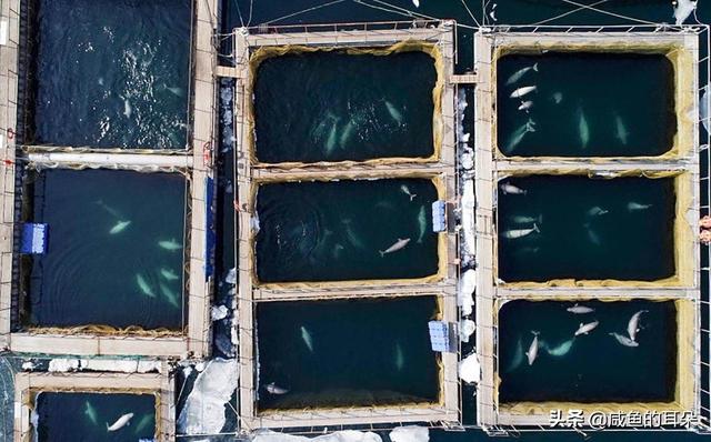 海豚吃什么食物，海豚吃什么（每只每年可赚280万）