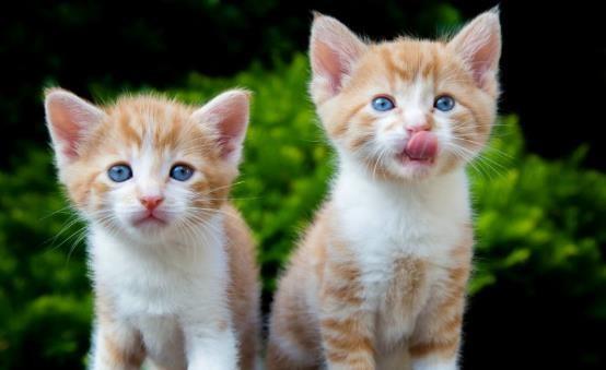 哺乳动物有哪些，世界上哺乳类动物有哪些（哺乳类动物和图片）