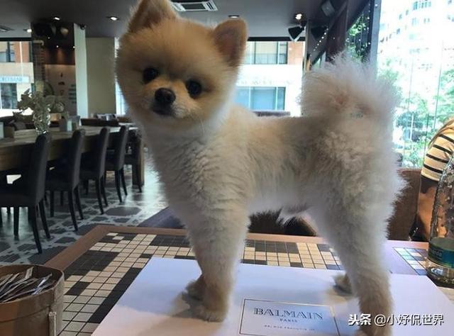 丝毛狗什么品种，丝毛犬有哪些品种（10种随着时间的推移而改变了容颜的犬种）