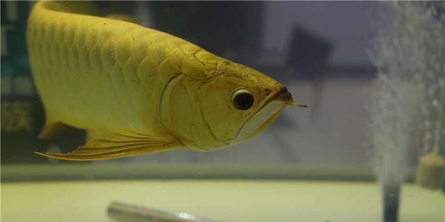 高背红尾金龙鱼，高背金龙鱼的简介-高背金龙鱼的配对方法（鱼友当自强——学会辨识金龙品种和泡药鱼）