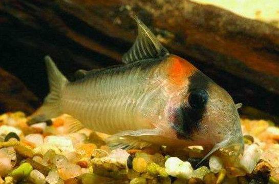 十大名贵观赏鱼，最漂亮的中型观赏鱼（地球上10大风水鱼）