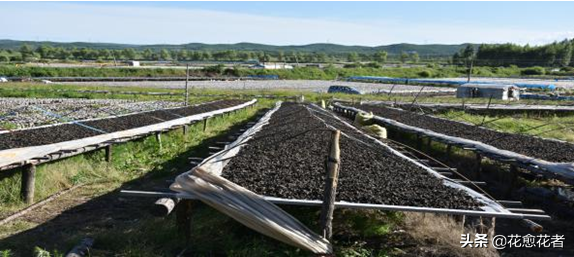 湿木耳能放多久，超市买的湿木耳能放多久（黑木耳高产栽培采收、加工关键技术）