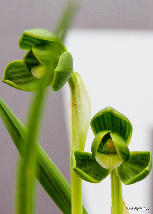 兰花的品质和精神，兰花的特点和精神（是金子总会发光的——谈好兰花应该具备的品质）