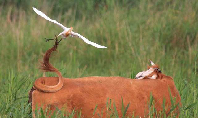 动口又出力猜一个字，动嘴又出力猜个字（脑筋急转弯：十字对十字）