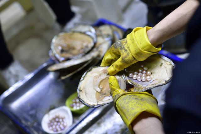 河蚌怎么养出珍珠，河蚌能不能产珍珠（河鲜嘴里的两种“宝”）