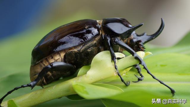 2,昆虫界的大力士,俗称"独角仙",外壳可承受850倍自身重量