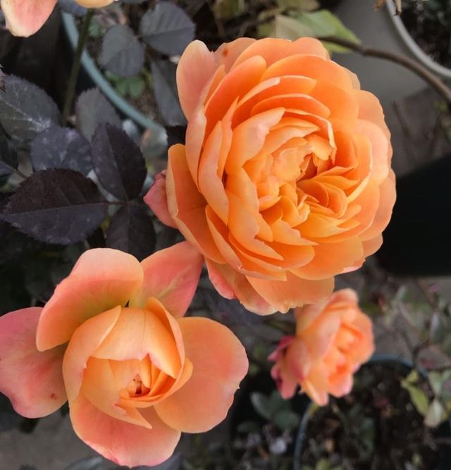 好看的月季花叶片，适合新手养的“2种月季”