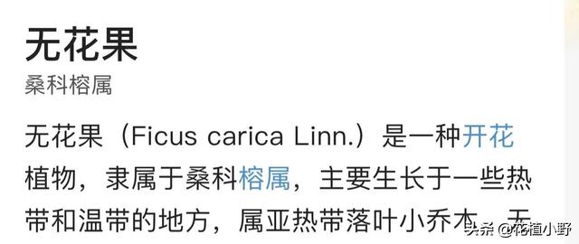 无花果怎样种，无花果到底开花吗（无花果是什么样子）