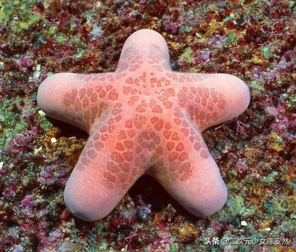 海绵宝宝是一种原始的什么动物，海绵宝宝人物介绍（《海绵宝宝》中的人物在现实生活中的原型你知道几个呢）