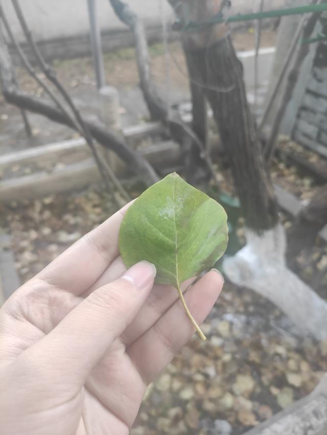 戒台寺与潭柘寺区别，戒台寺与潭柘寺区别是什么（戒台寺一日游）