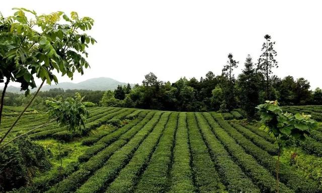 贵州十大名茶，贵州有哪些名茶（贵州这些名茶，你喝过几种）