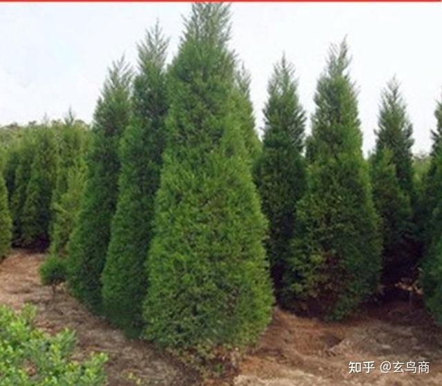 蚕丛及鱼凫指什么，蚕丛及鱼凫指的什么（蚕丛、柏濩、鱼凫）