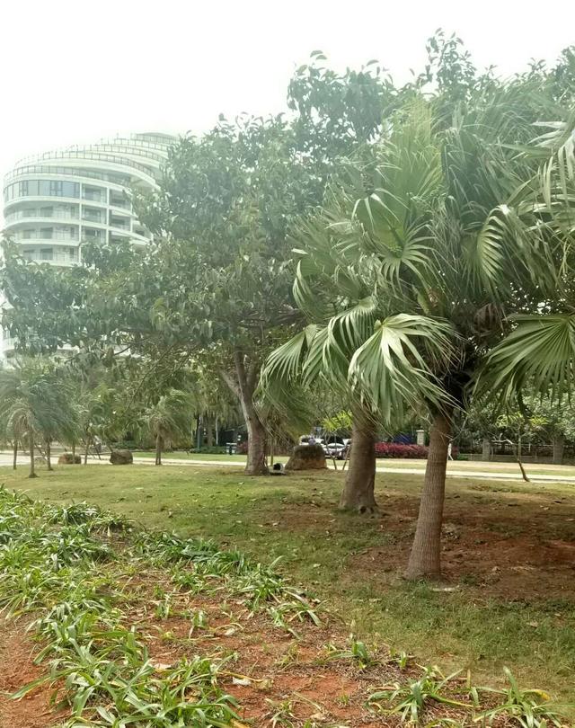 黑火药的主要成分，黑火药的成分