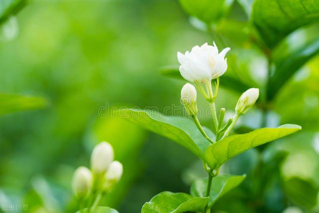 茉莉花的养殖方法和注意事项，茉莉花的养殖方法和注意事项是什么（养茉莉也要用心）