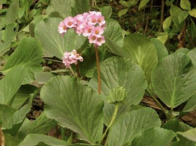 岩白菜（岩白菜苖），价值不输“牛筋草”（岩白菜哪里有卖的）