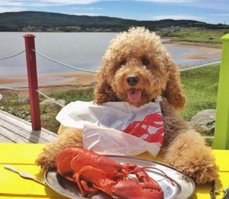 养狗注意事项，养狗注意事项禁止冷暴力（宠主早了解有助延长狗狗寿命）