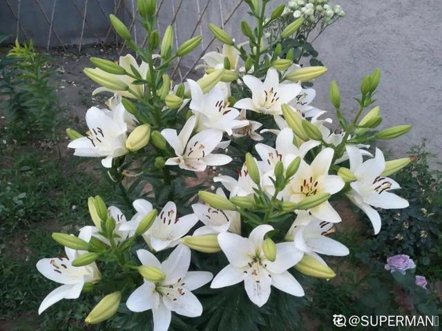 百合花开完花后植株如何处理，盆栽百合开花了怎么处理（百合开完别扔了）