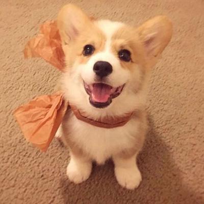 沐沐网名，沐沐微信昵称（给宠物起什么名字好显得小鸟依人萌萌哒-可爱点）