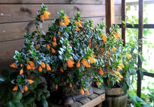 金鱼花的养殖方法和注意事项，金鱼花的养殖方法与注意事项（金鱼花的养殖方法及注意事项）