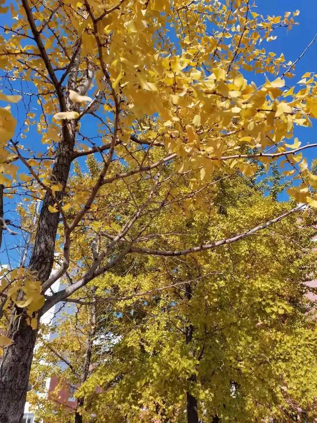 安徽三联学院地址，安徽三联学院怎么样好不好全国排名第几（<三十三>安徽三联学院）