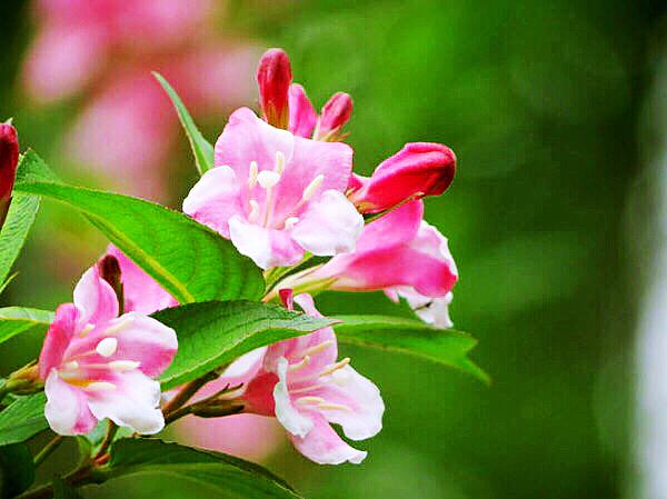 锦带花花语和寓意，锦带花花语及象征意义（锦带花～前程似锦迎新春）