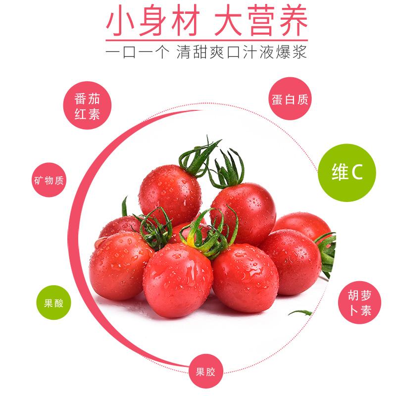 圖片[1]-圣女果的營養價值到底有多高？-起舞食譜網