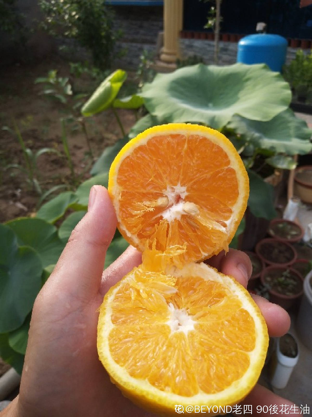 桃子是什么季节的水果，桃子成熟季节（你家乡的特色水果是什么）