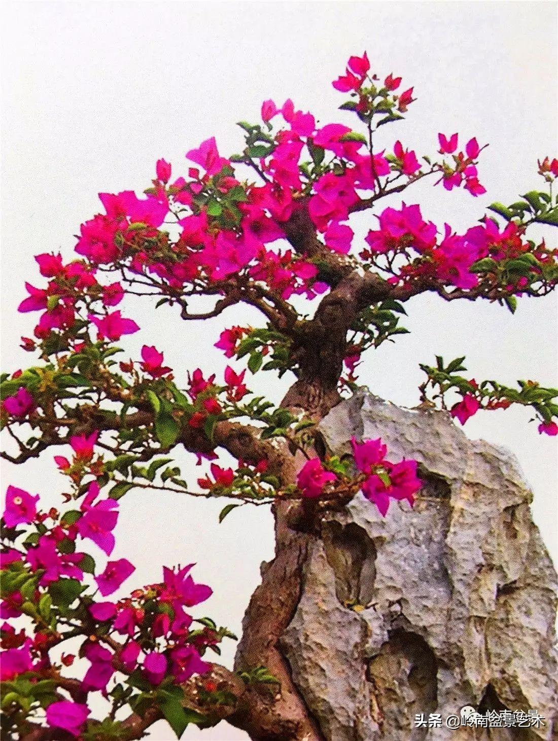 文人式三角梅盆景(我只说一个"服"字!) - 彝家农业网