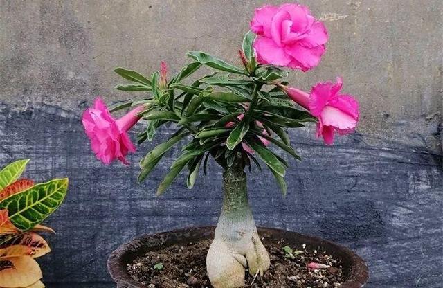 SuSu:一起种草莓来吗，微信头像，SuSu:一起种草莓来吗?【杂图】（花芽蹭蹭长满盆）