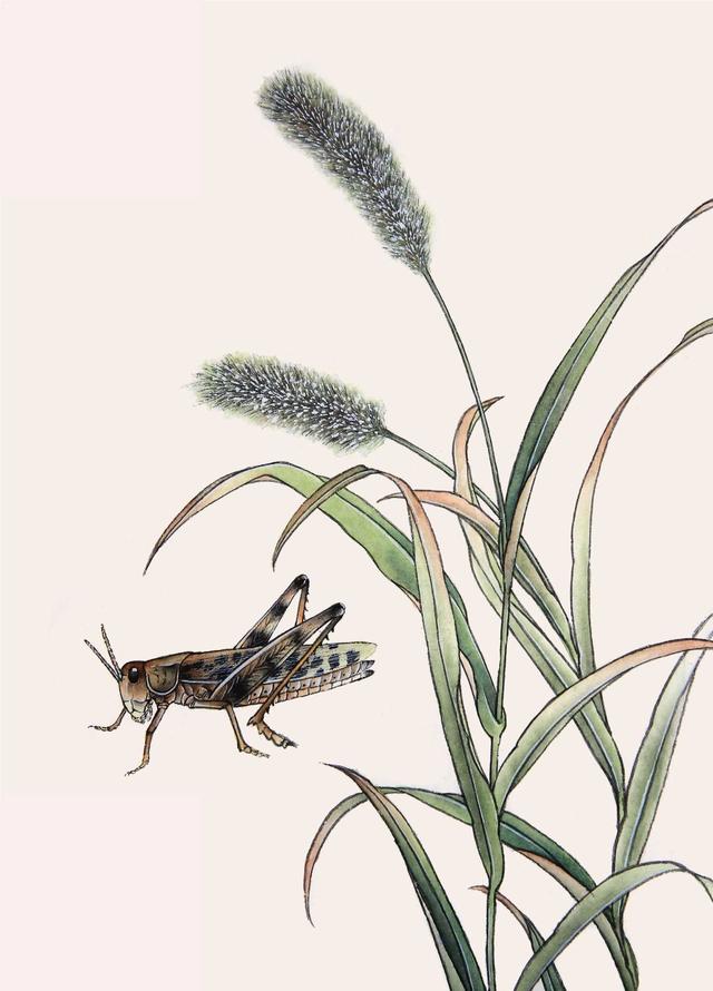 蚂蚱简笔画,分步骤讲解蝗虫工笔画法(蚂蚱简笔画 简单漂亮)