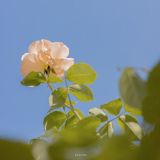 风很温柔 花很浪漫 你很特别 我很喜欢 .，微信头像，风很温柔 花很浪漫 你很特别 我很喜欢 .（唯美花朵头像，请收下）