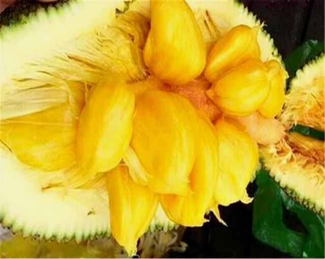 榴莲蜜和菠萝蜜的区别，榴莲蜜和菠萝蜜的区别是什么（榴莲蜜和菠萝蜜的区别是什么意思）