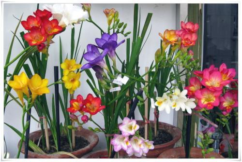 宿根花卉和球根花卉的区别，宿根花卉球根花卉一二年生花卉的比较（从此识花不求人系列）