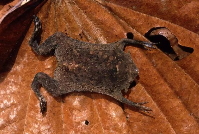 角蛙有毒吗，黄金角蛙有毒吗（透明的青蛙、7.6毫米长的青蛙、14种造型奇特的青蛙种类）