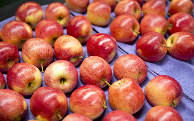 苹果的品种有哪些，目前最好吃的苹果是什么品种（盘点最受欢迎的苹果品种）