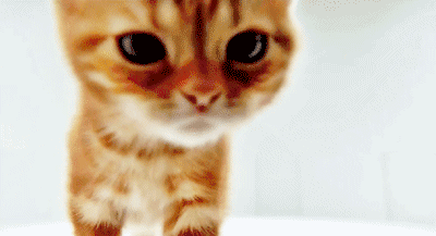 猫咪胆子太小怎么办，猫太胆小了怎么办（猫咪胆小不亲人怎么办）