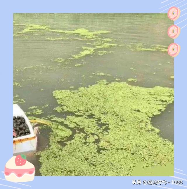 海螺吃什么 如何喂养，海螺吃什么（田螺吃什么食物、养殖时需要注意的事项与管理方法有哪些）