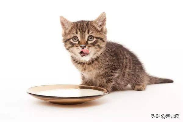 猫咪能喝牛奶吗(小猫咪咕咕叫是什么原因)