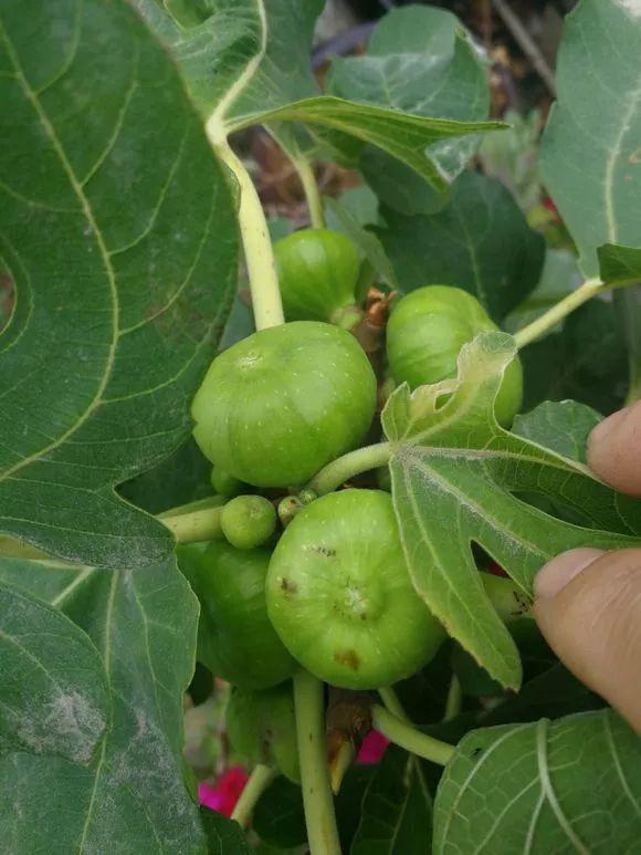 霸王花是火龙果的花吗，昙花、霸王花、火龙果花和令箭荷花的区别（奶奶把一根枝插土里）