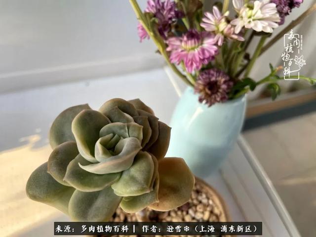 多肉植物图片，感恩相遇，余生相互关照（若绿多肉植物图片）